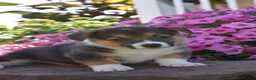 Welsh Corgi Pembroke dogs for sale: Rocky - Ad 3