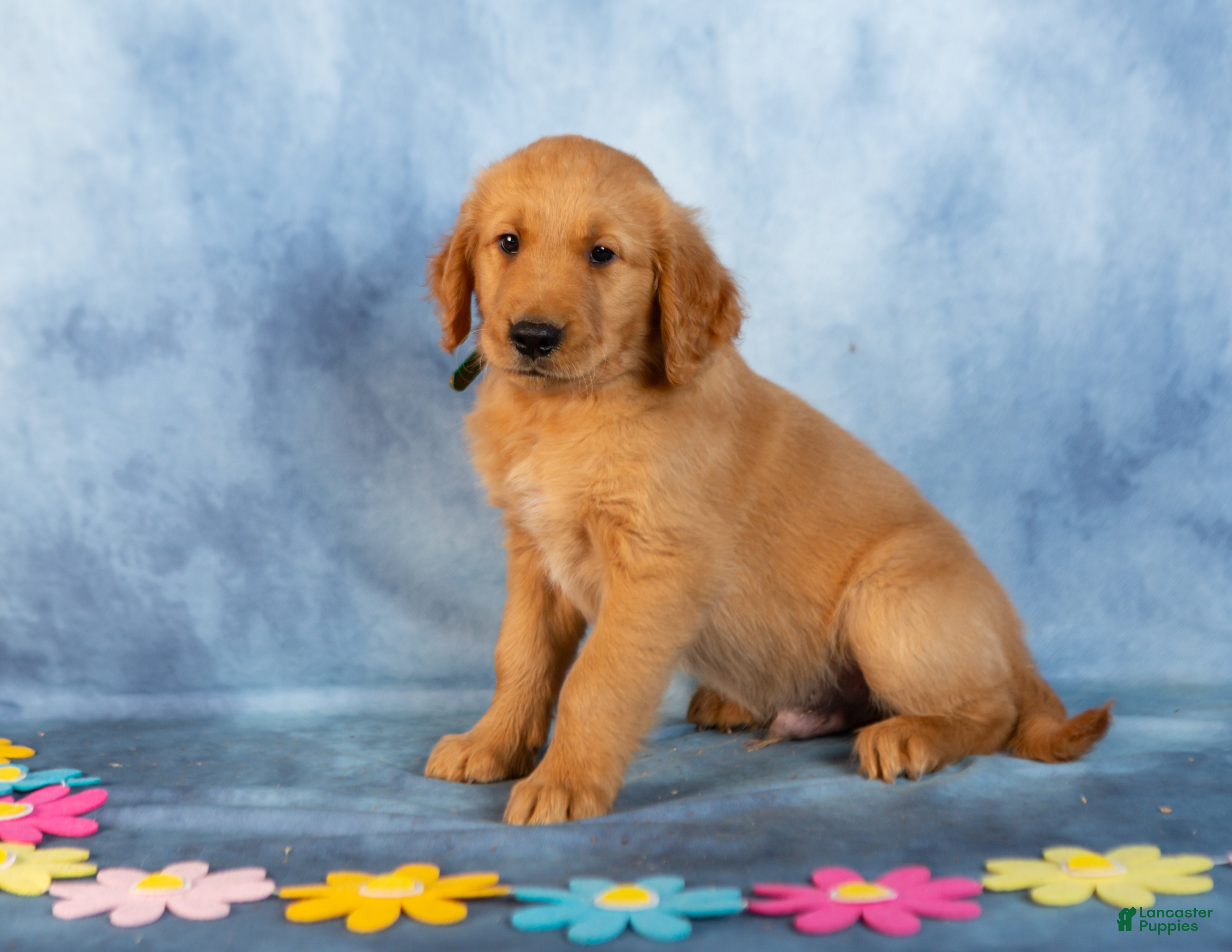 Golden Retriever dogs Chocolate - Ad 1