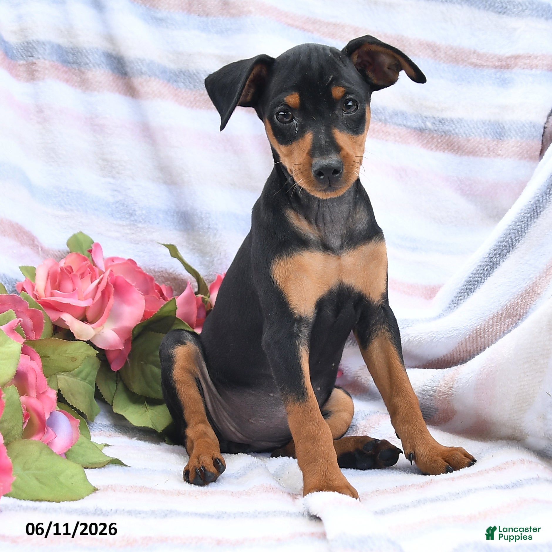 Miniature Pinscher dogs Cuddles - Ad 2