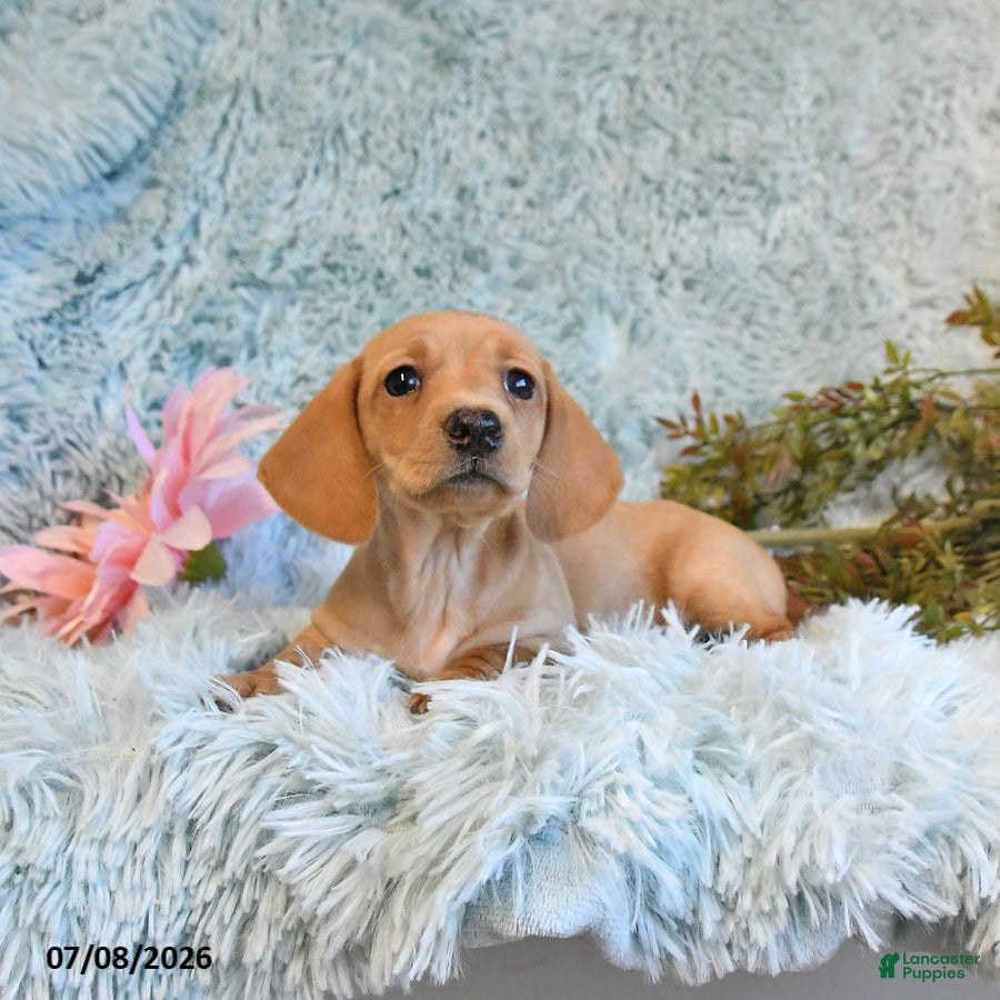 Miniature Dachshund dogs Blossom - Ad 2