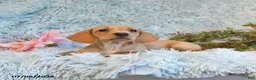 Miniature Dachshund dogs for sale: Blossom - Ad 2