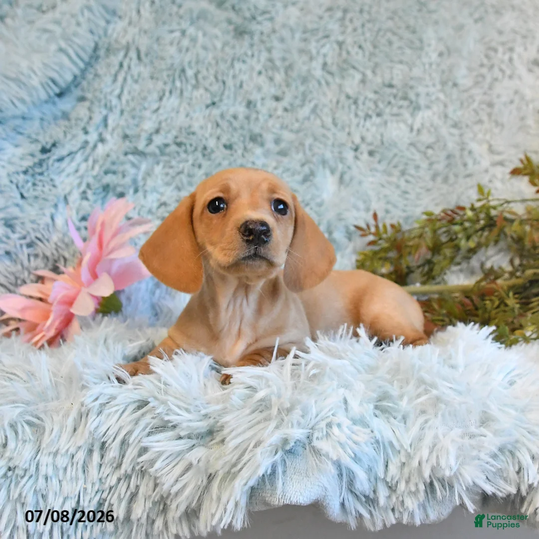 Miniature Dachshund dogs for sale: Blossom - Ad 2