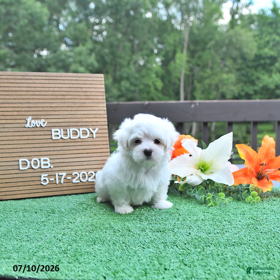 Maltese dogs Buddy - Ad 2