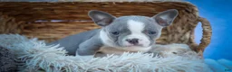 Frenchton dogs for sale: Pumpkin 🎃 - Ad 8