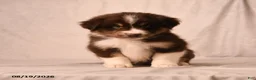 Miniature Australian Shepherd dogs for sale: Peaches - Ad 5