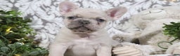 French Bulldog dogs for sale: Turbo - Ad 3