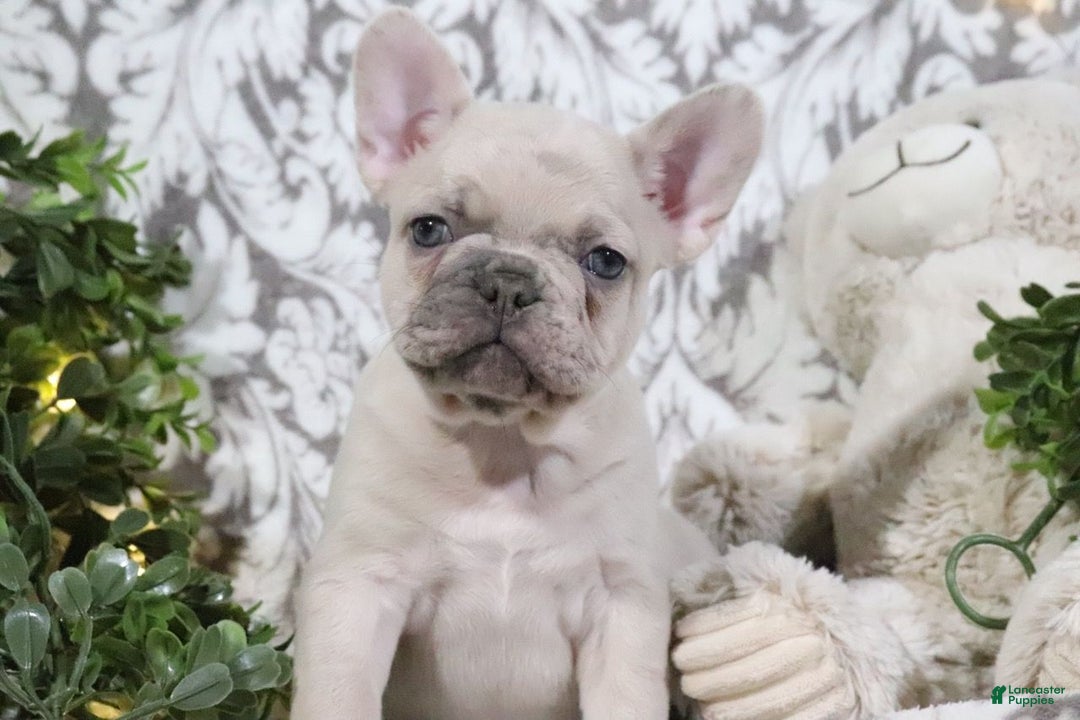 French Bulldog dogs for sale: Turbo - Ad 3