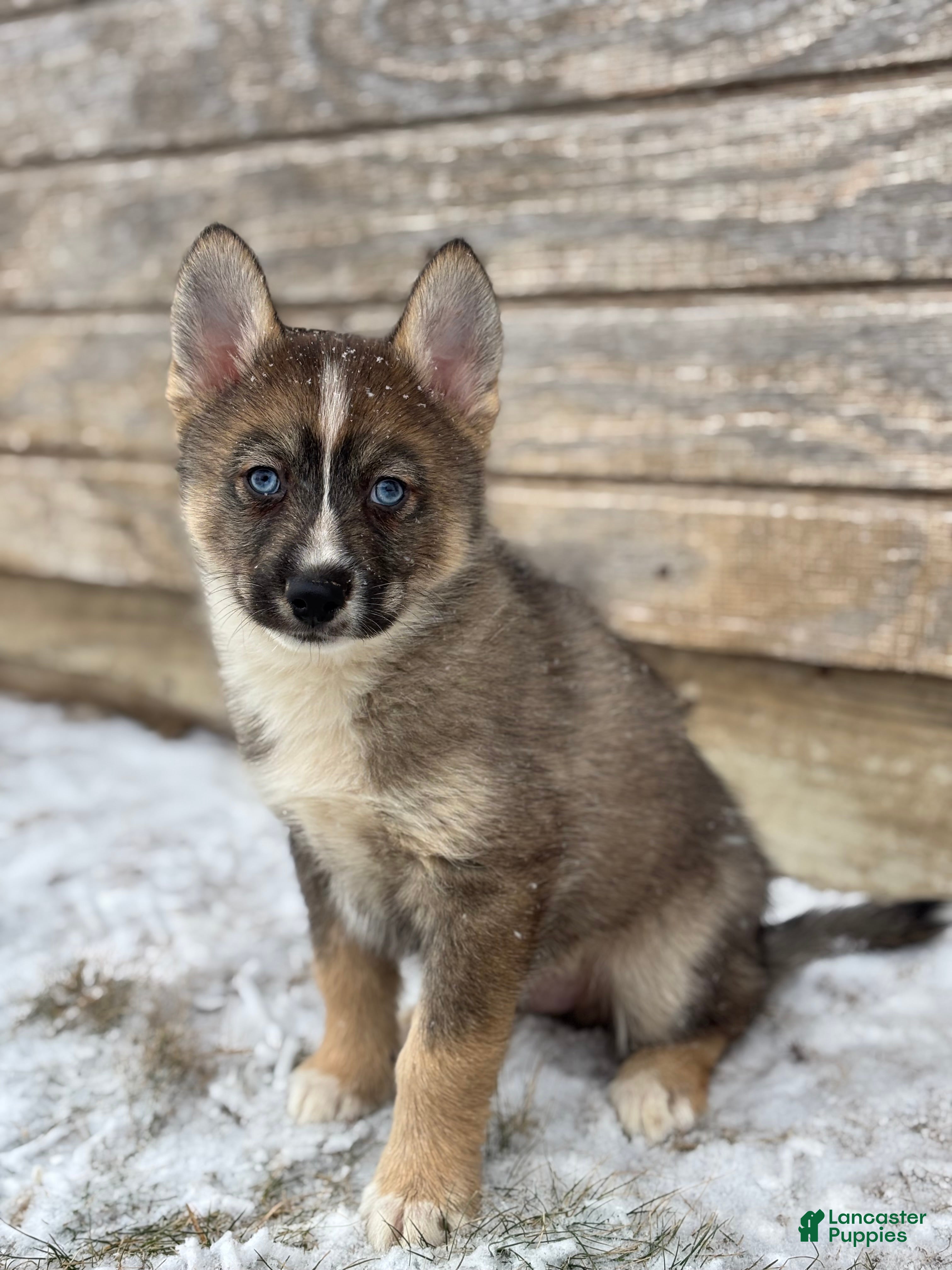 Pomsky dogs Glen - Ad 3