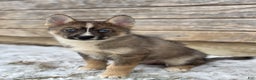 Pomsky dogs for sale: Glen - Ad 3