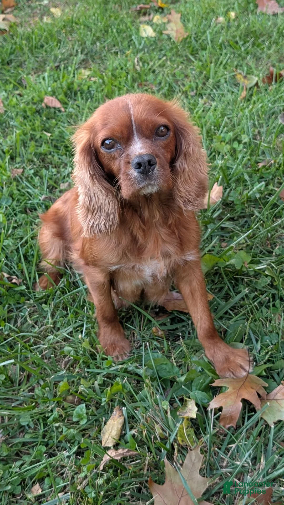 Cavalier King Charles Spaniel dogs for sale: Buck - Ad 5