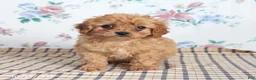 Cavapoo dogs for sale: Pibbles - Ad 5