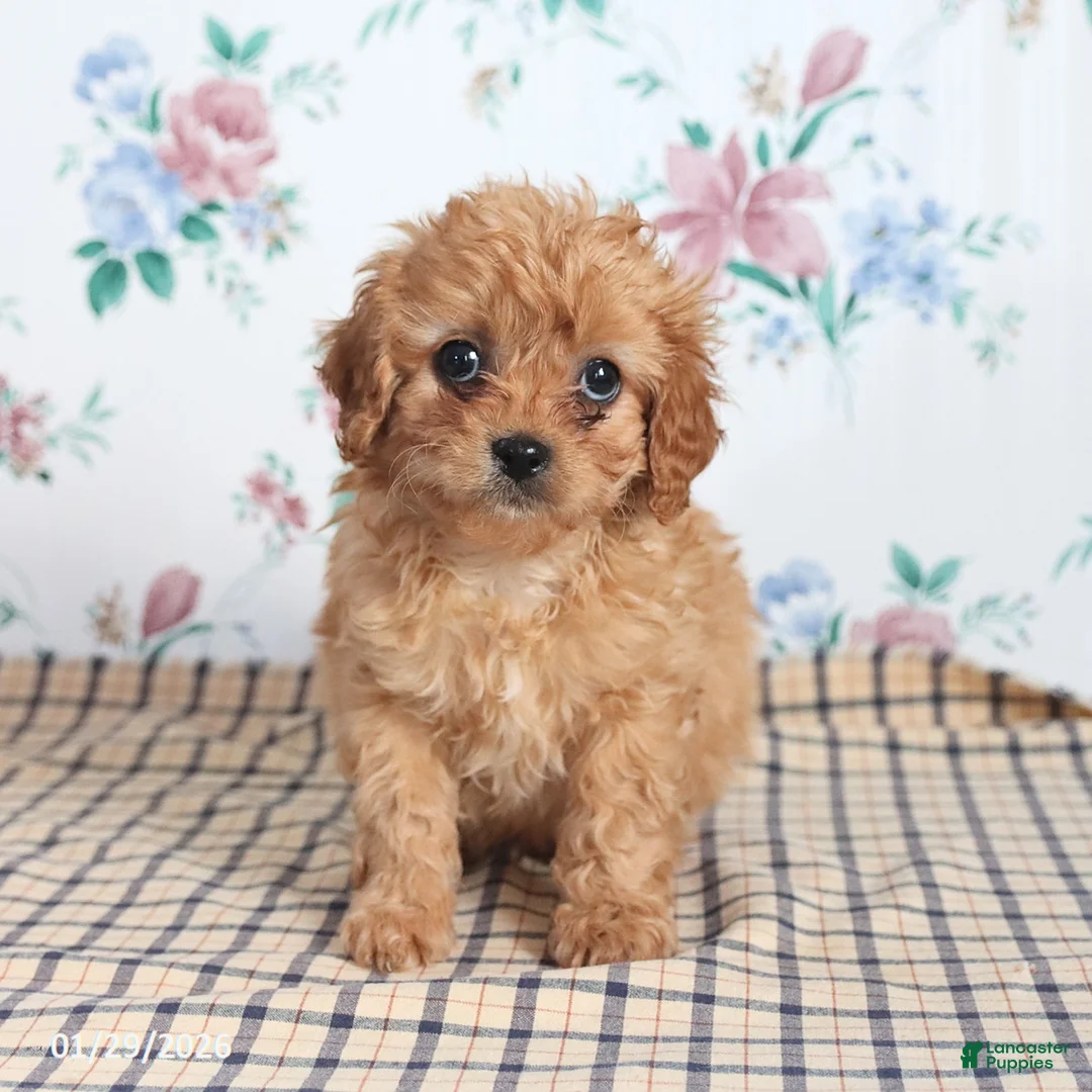 Cavapoo dogs for sale: Pibbles - Ad 5
