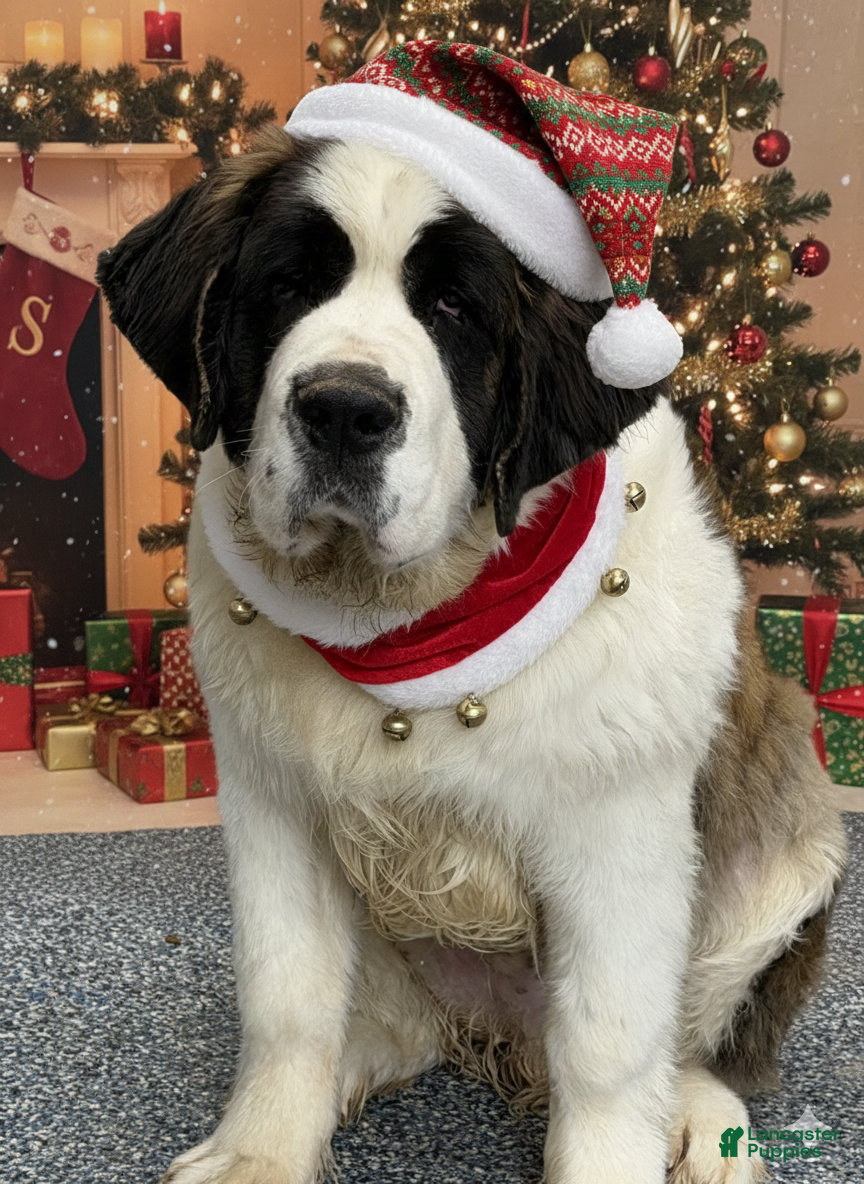 Saint Bernard dogs Leo - Ad 8