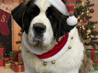 Saint Bernard dogs Leo - Ad 8
