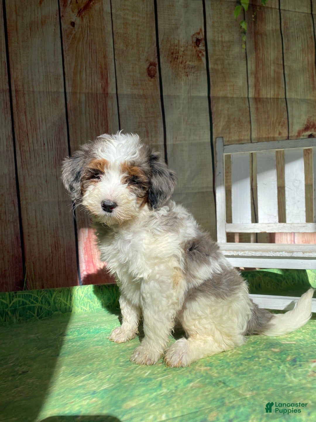 Mini Bernedoodle dogs for sale: Spur - Ad 2