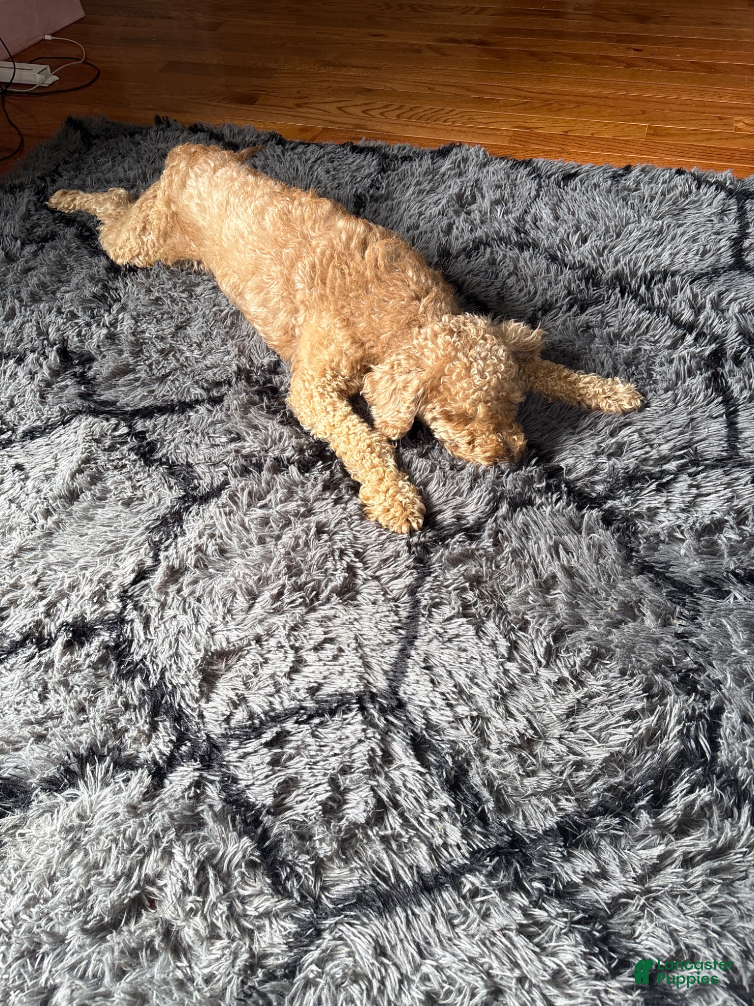 Mixed Breed dogs Bichon mixed with miniature poodle - Ad 2