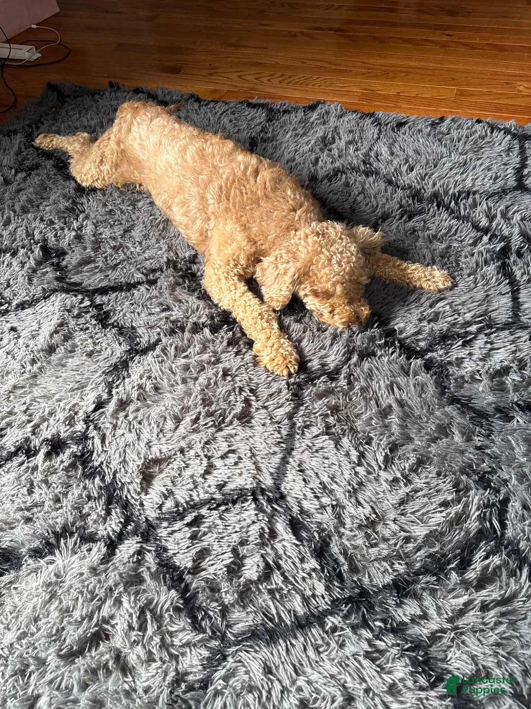 Mixed Breed dogs for stud: Bichon mixed with miniature poodle - Ad 1