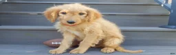 Mini Goldendoodle dogs for sale: Rover (medium) - Ad 6