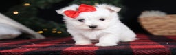 Maltese dogs for sale: ACE - Ad 17