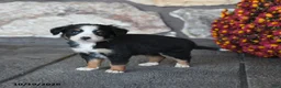 Mini Bernedoodle dogs for sale: Lil Princess - Ad 4
