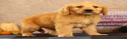 Golden Retriever dogs for sale: Jasper - Ad 4