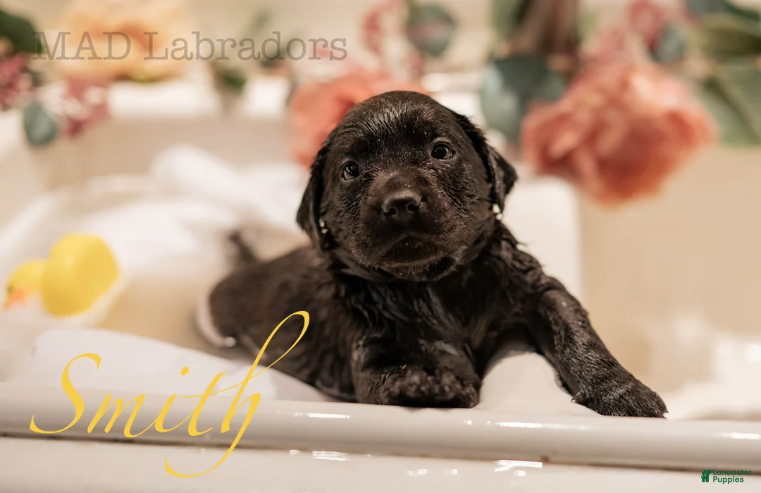 Labrador Retriever dogs for sale: Smith - Ad 2