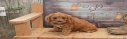 Cavapoo dogs for sale: Lassie - Ad 6