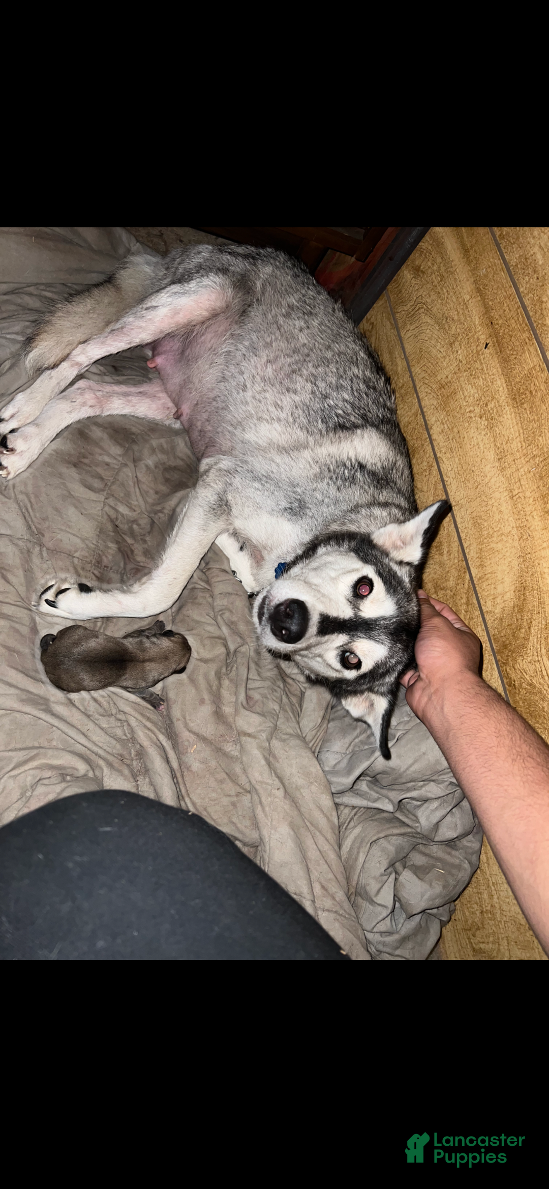 Mixed Breed dogs for sale: Boy 1 - Ad 9