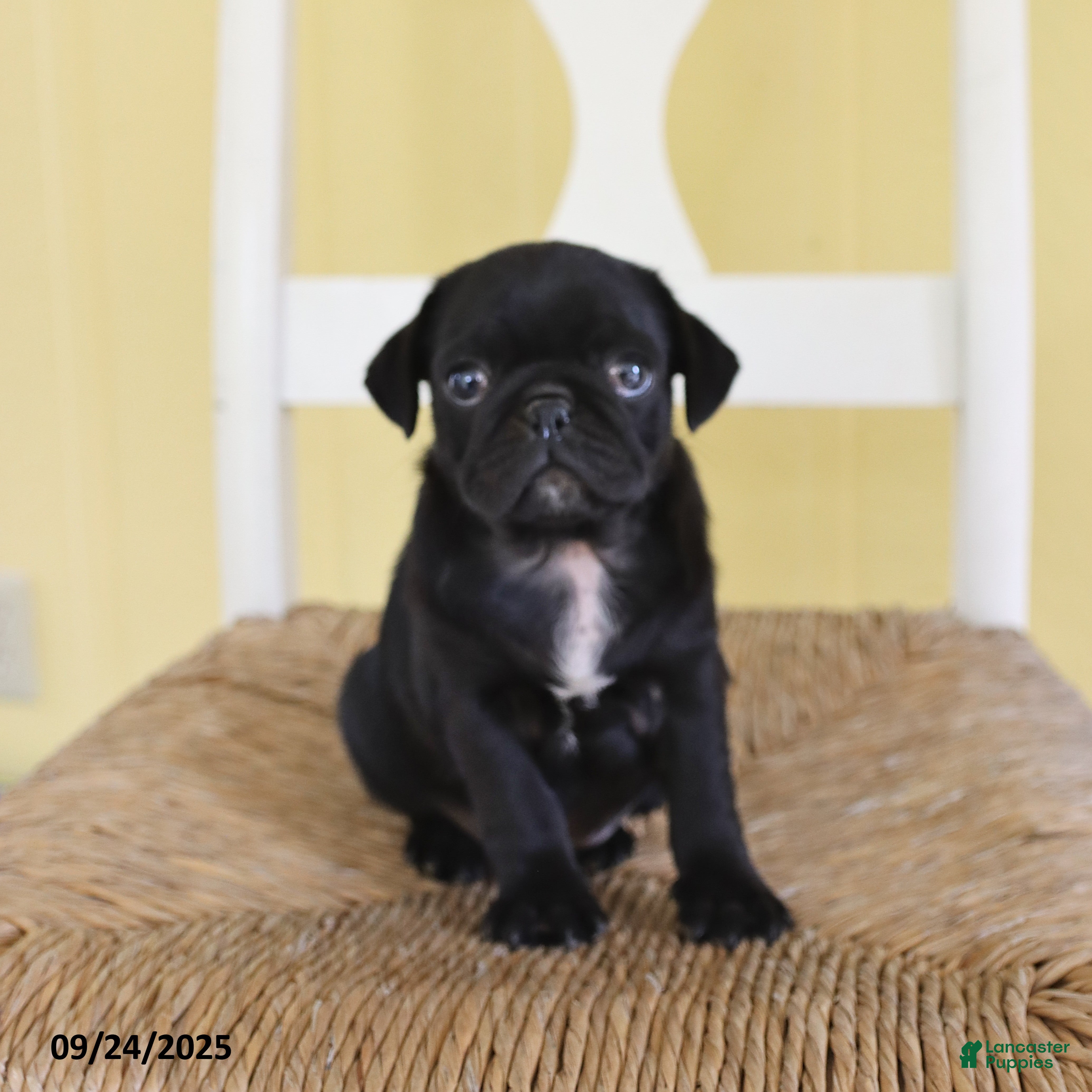 Pug dogs Logan - Ad 2