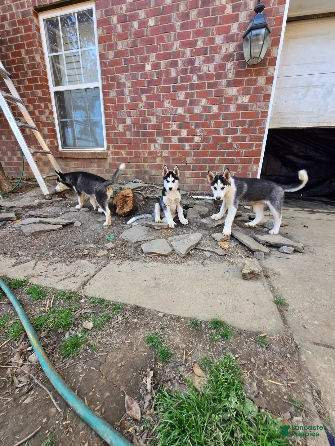 Siberian Husky dogs for sale: Siberian Husky Puppy 2 - Ad 2