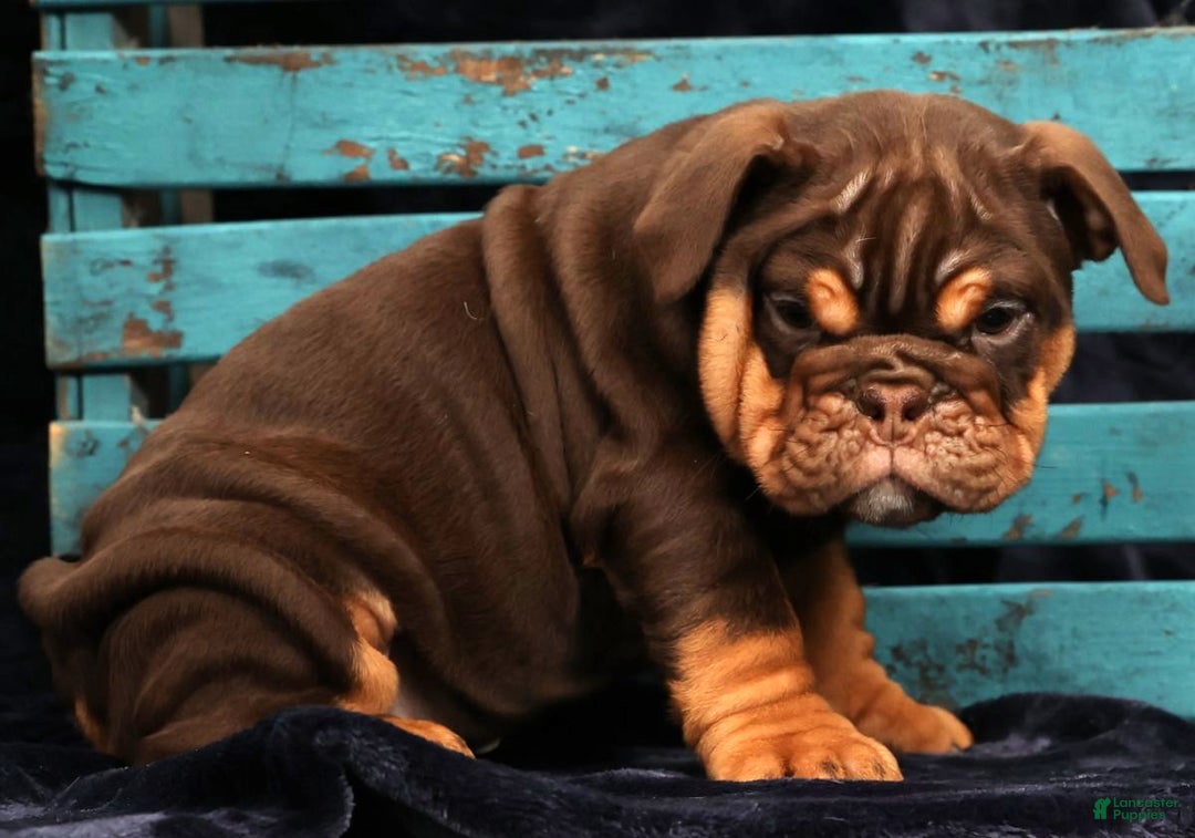 English Bulldog dogs for sale: Kimberly - Ad 5