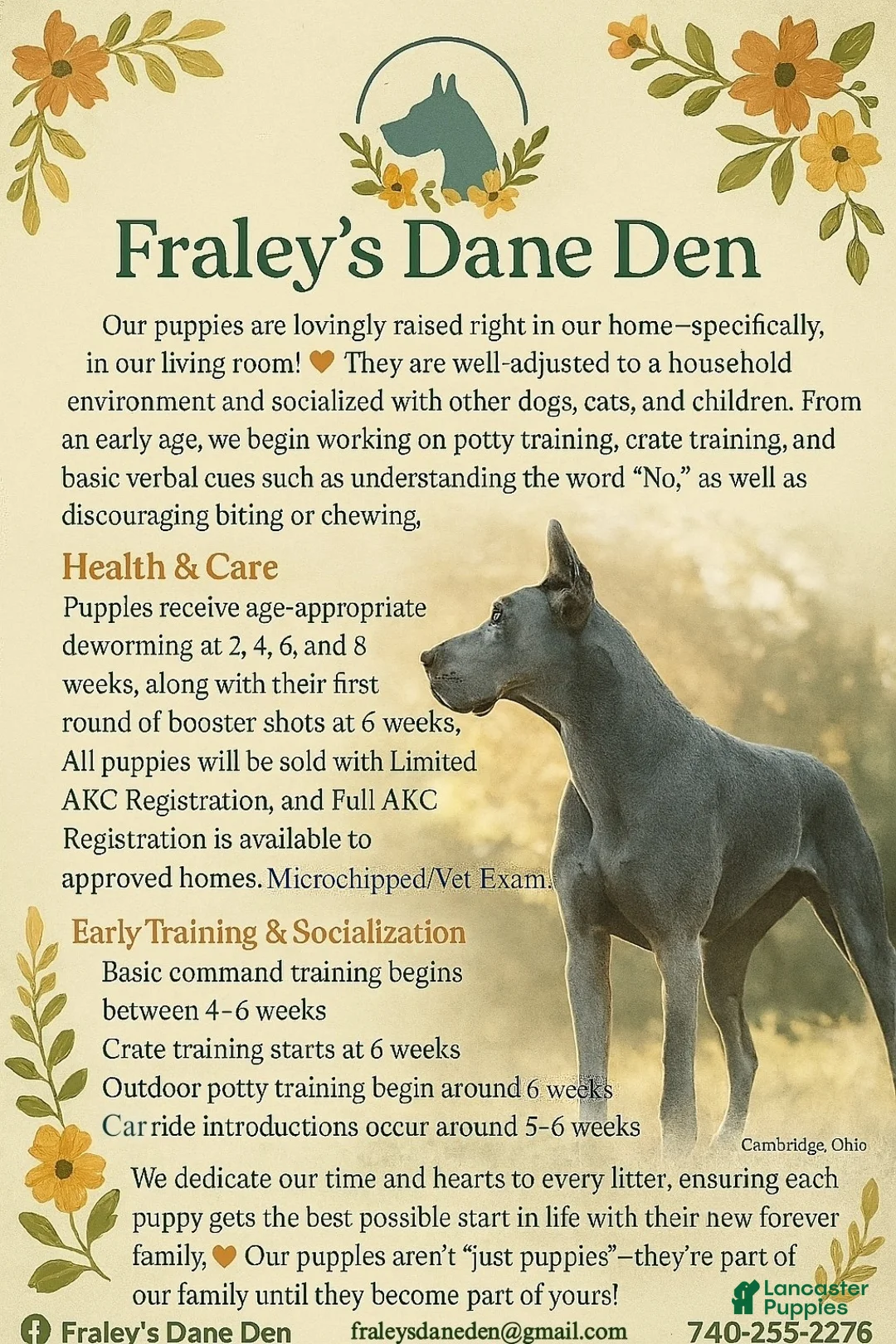 Great Dane dogs for sale: Yellow Collar Leo - Ad 2