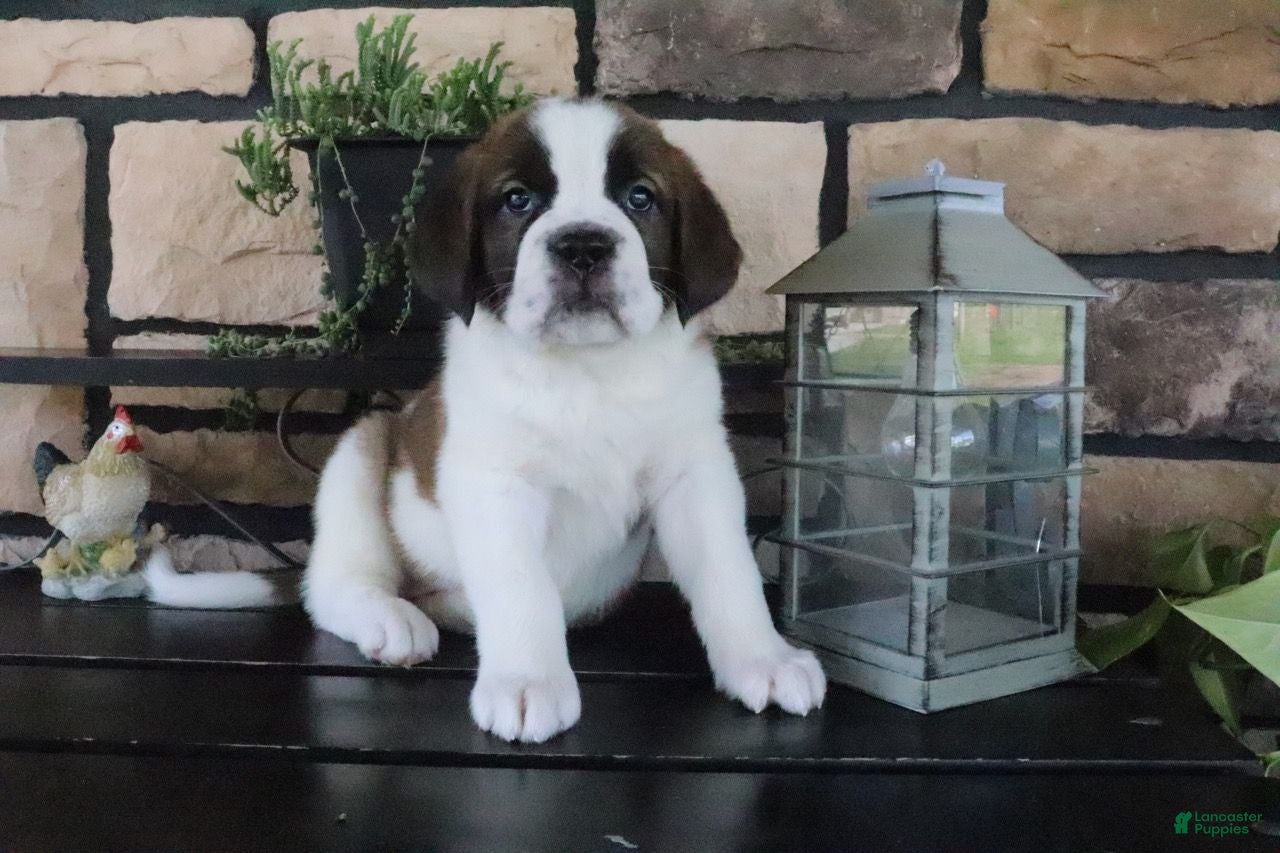 Saint Bernard dogs Mandy - Ad 1