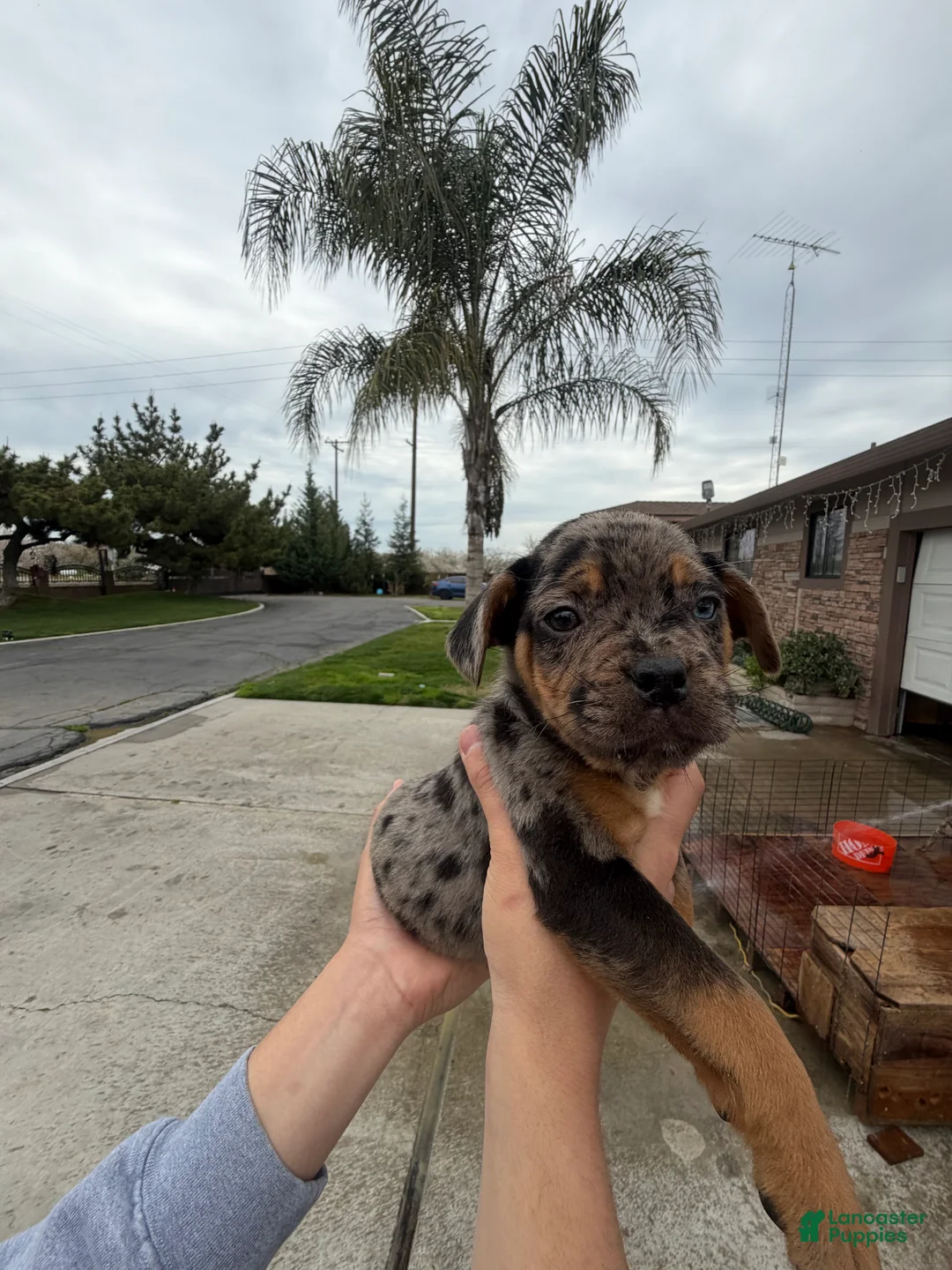 Mixed Breed dogs for sale: Mixed Breed Puppy 6 - Ad 2