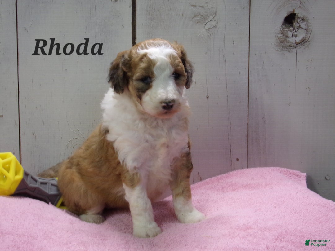 Aussiedoodle dogs for sale: Rhoda - Ad 1
