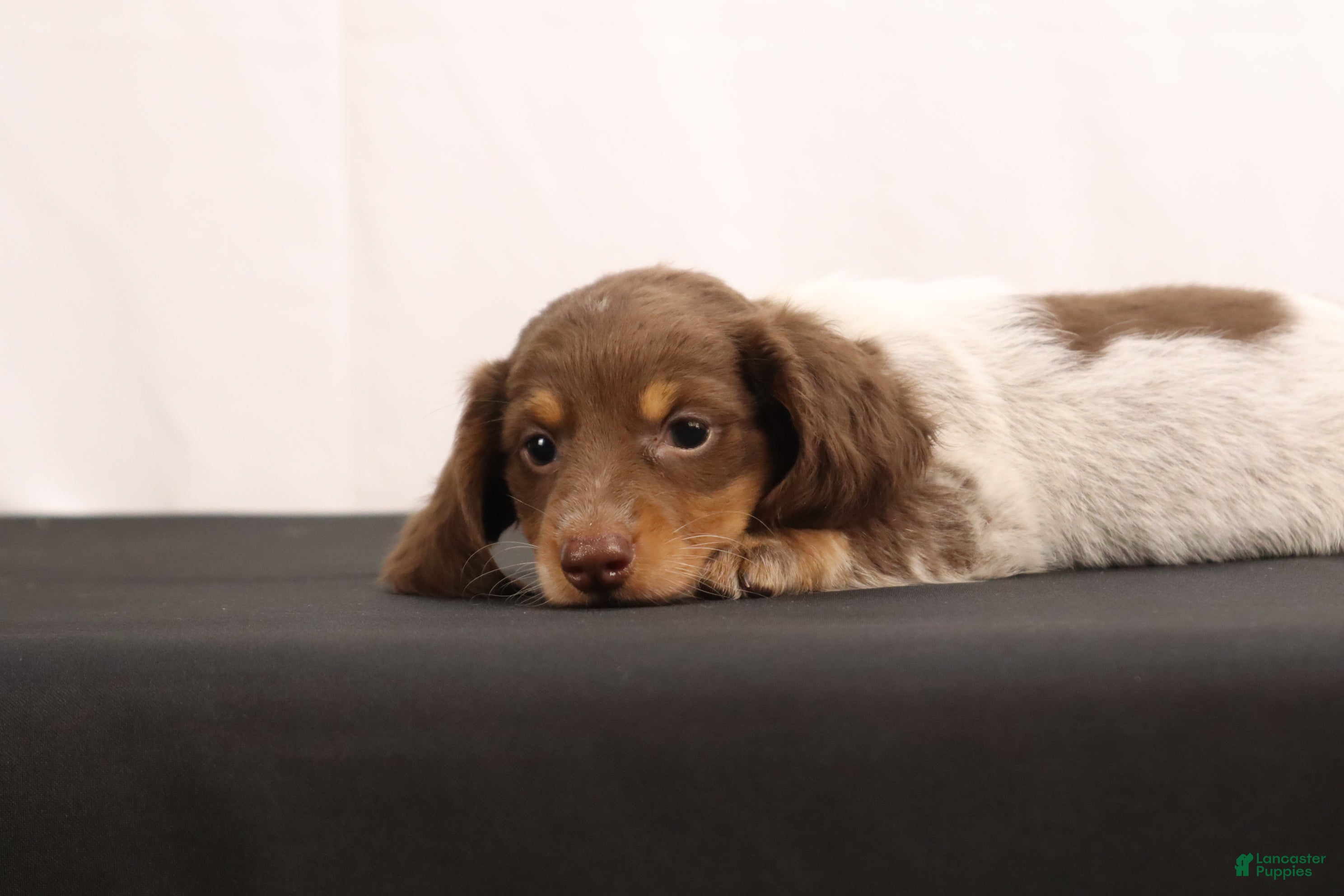 Dachshund dogs Ricky - Ad 2