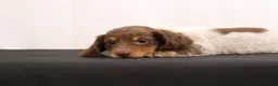 Dachshund dogs for sale: Ricky - Ad 2