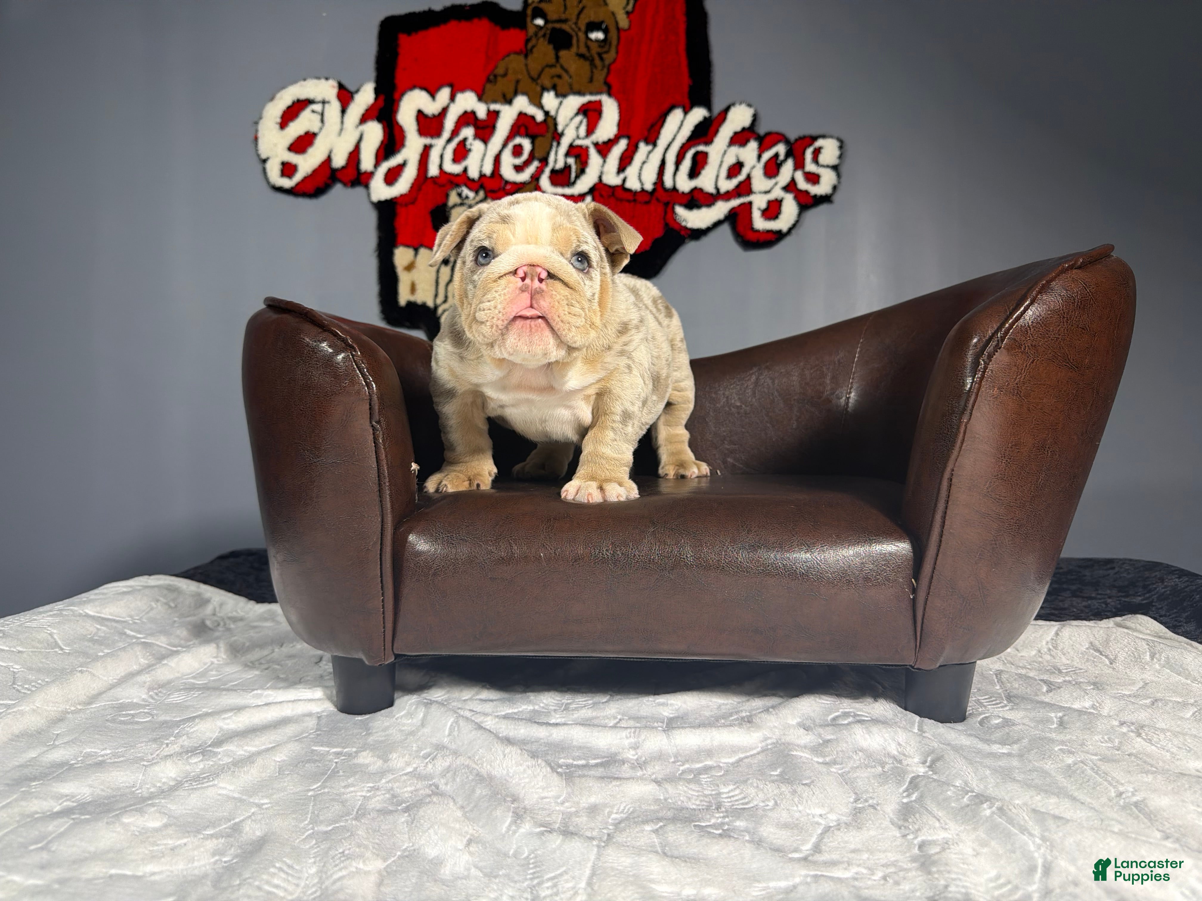 English Bulldog dogs English Bulldog 1 - Ad 2