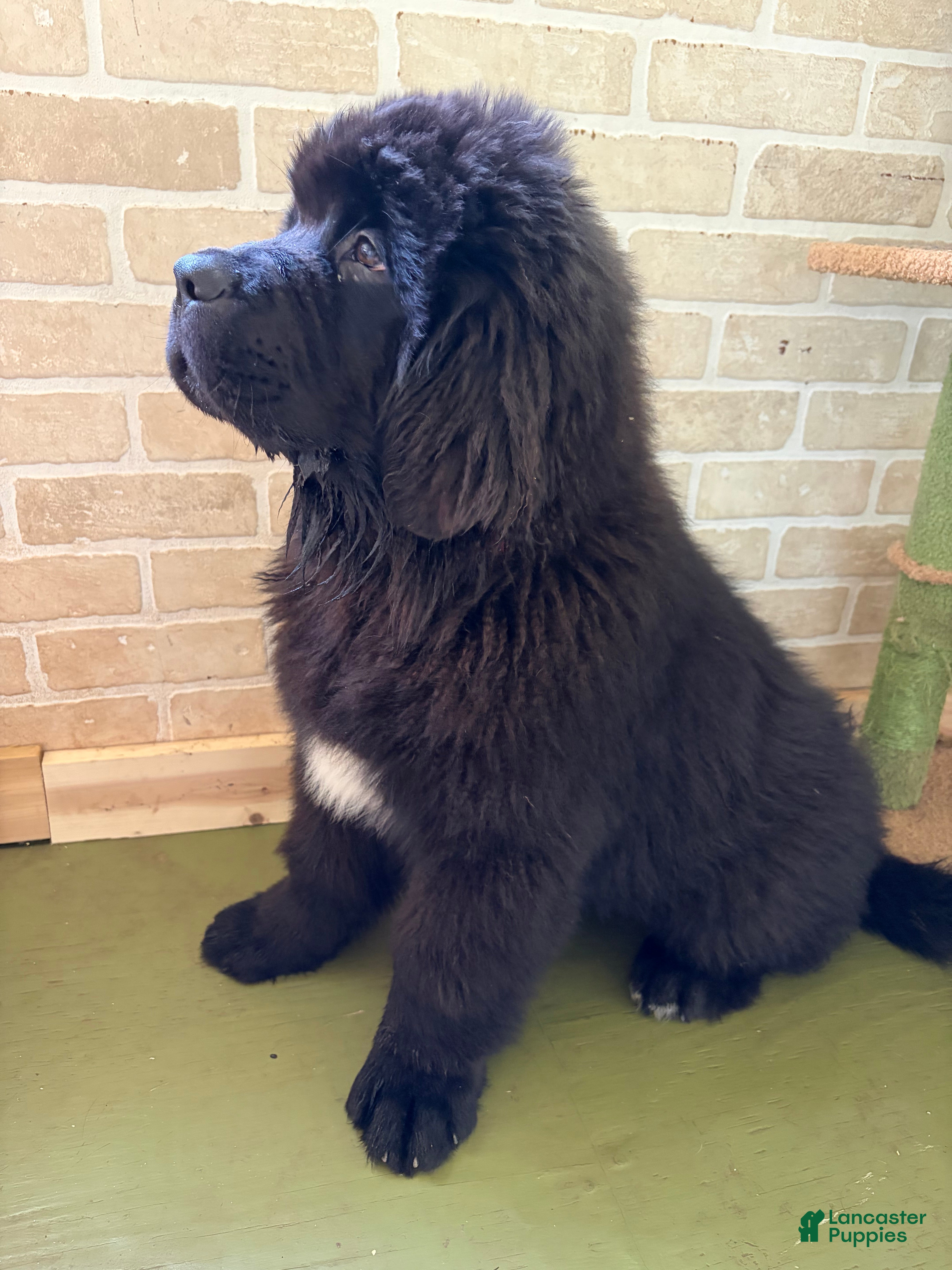 Newfoundland dogs LadyBug - Ad 1