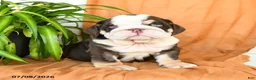 English Bulldog dogs for sale: Ryan - Ad 4