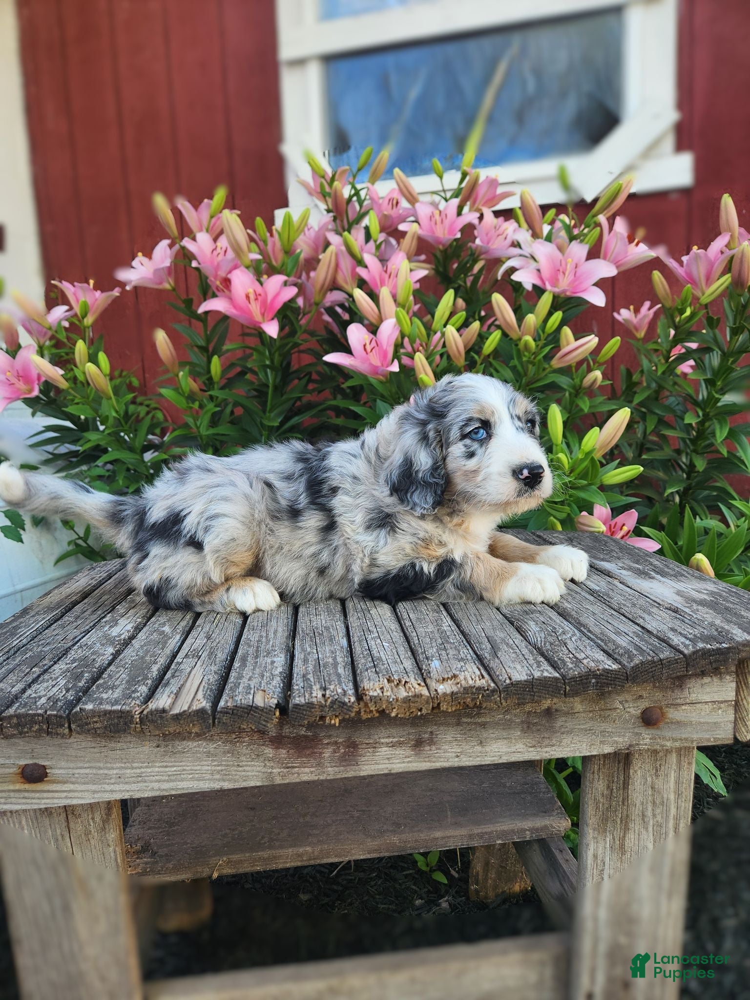 Bernedoodle dogs Colt - Ad 2