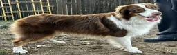 Australian Shepherd dogs for sale: Australian Shepherd 3 - Ad 4