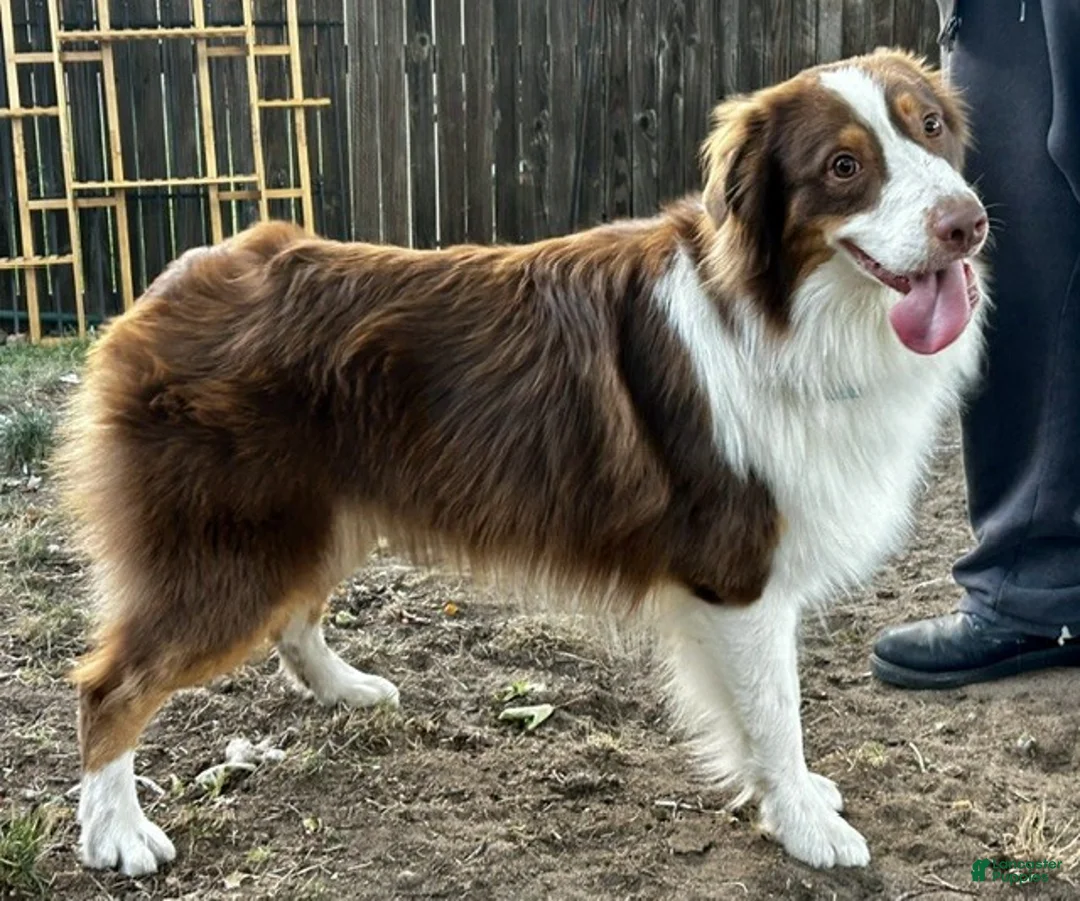 Australian Shepherd dogs for sale: Australian Shepherd 3 - Ad 4