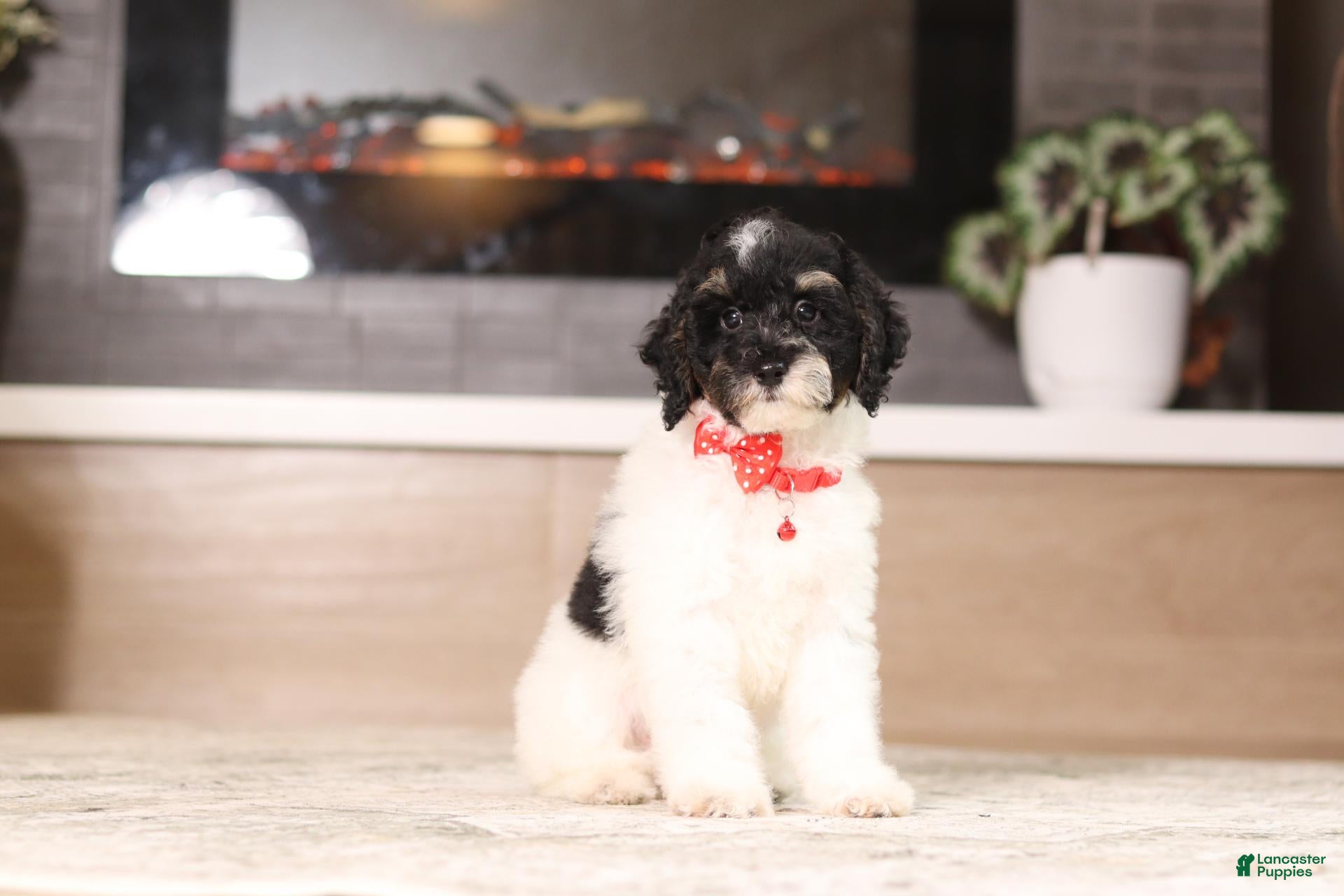 Miniature Poodle dogs Maverick (AKC) - Ad 1
