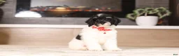 Miniature Poodle dogs for sale: Maverick (AKC) - Ad 1