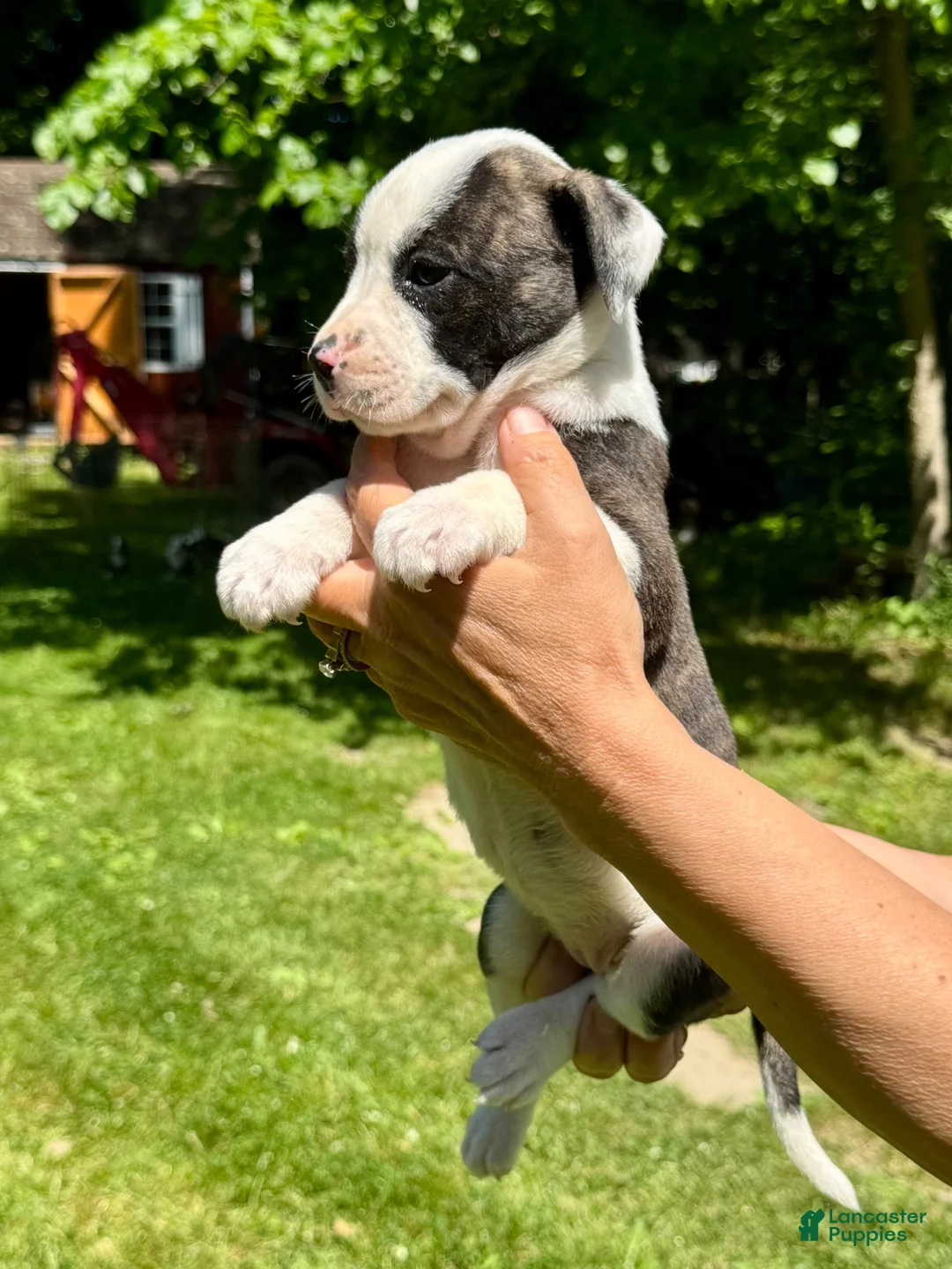 American Bulldog dogs for sale: Female 3 - Ad 2