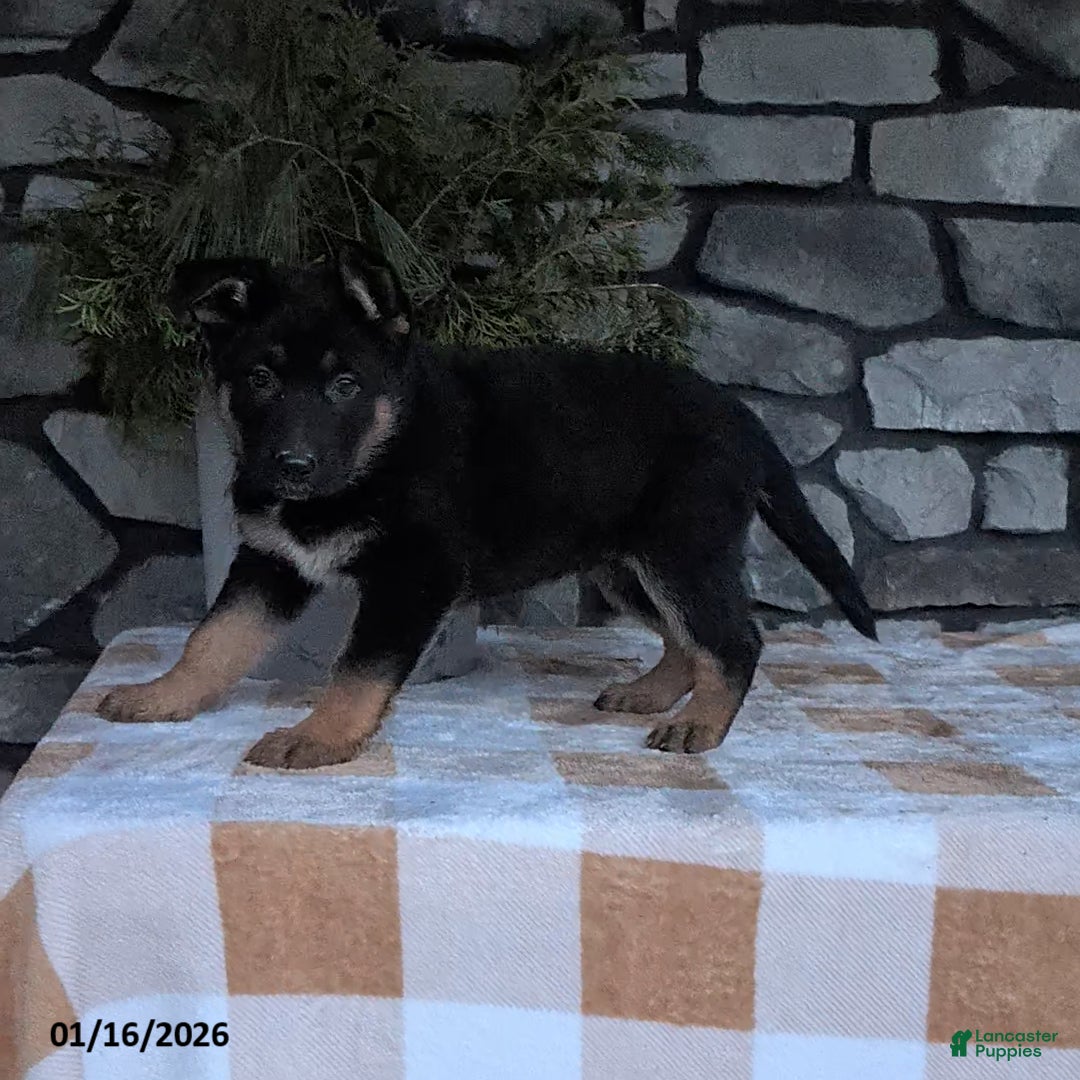 German Shepherd dogs for sale: Bea  - Ad 1