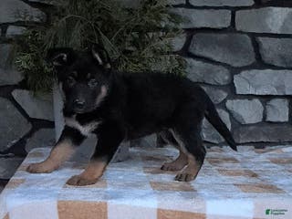 German Shepherd dogs Bea - Ad 39