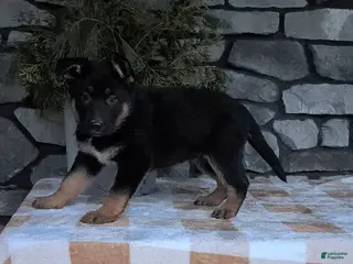 German Shepherd dogs Bea - Ad 24