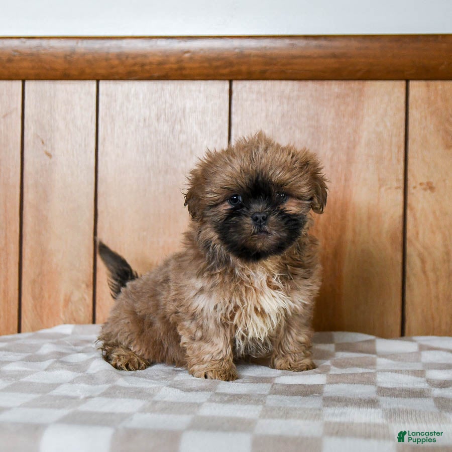 Teddy Bear dogs Cappuccino - Ad 11
